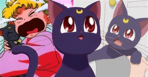 sailor moon black cat